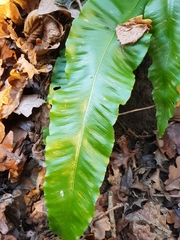 Asplenium scolopendrium