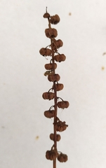 Pyrola minor