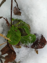 Pyrola minor