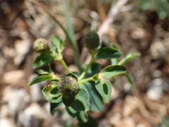 Euphorbia verrucosa