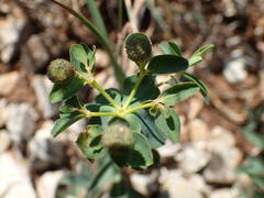 Euphorbia verrucosa