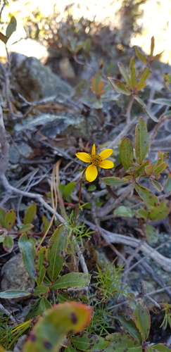 Bidens serrulata, photograph 6