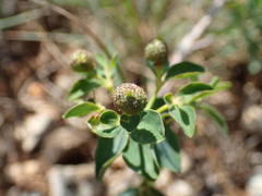 Euphorbia verrucosa