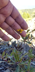 Bidens serrulata