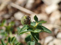 Euphorbia verrucosa