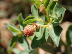 Euphorbia verrucosa