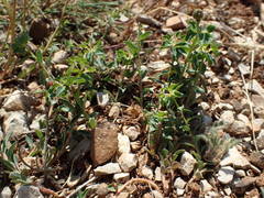 Euphorbia verrucosa