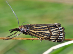 Chrysocrambus dentuellus