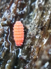 Bilobella braunerae