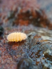 Bilobella braunerae