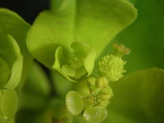 Euphorbia flavicoma