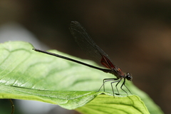 Hetaerina vulnerata