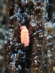 Bilobella braunerae