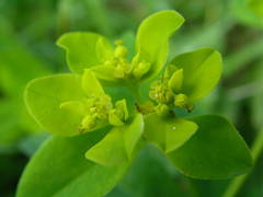 Euphorbia flavicoma