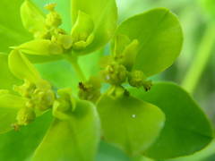 Euphorbia flavicoma