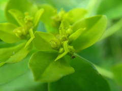 Euphorbia flavicoma