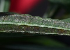 Lepidagathis trinervis