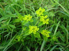 Euphorbia flavicoma