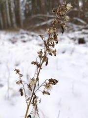 Solidago virgaurea