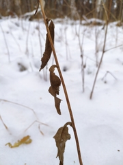 Solidago virgaurea