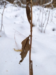 Solidago virgaurea