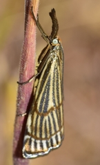 Chrysocrambus sardiniellus