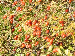 Rosa agrestis