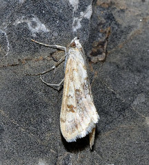 Cornifrons ulceratalis