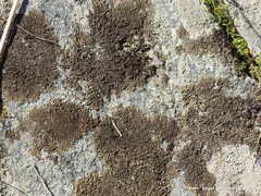 Xanthoparmelia pulla