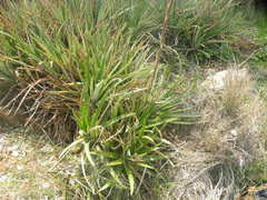 Dyckia brevifolia