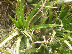 Dyckia brevifolia