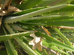 Dyckia brevifolia