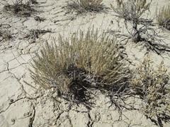 Neokochia americana