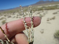 Neokochia americana