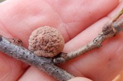 Disholcaspis pruniformis