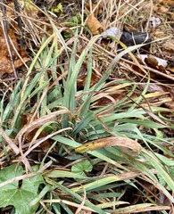 Puccinia brachypodii