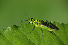 Rhogogaster viridis