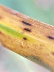 Puccinia brachypodii
