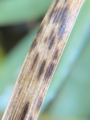 Puccinia brachypodii
