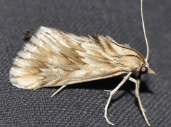 Cynaeda dentalis
