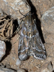 Delplanqueia dilutella