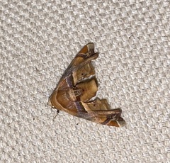 Eutelia callichroma