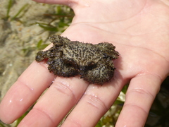 Pilumnus vespertilio