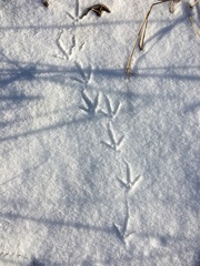 Tympanuchus phasianellus