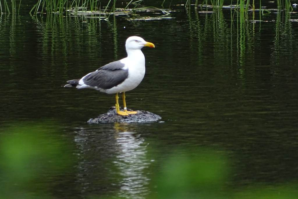 줄무늬노랑발갈매기 from 6270 Tønder, Danmark on 2016년... Peter Møller Jensen · iNaturalist 줄무늬노랑발갈매기 (Larus fuscus)