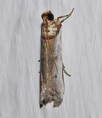 Denticera divisella