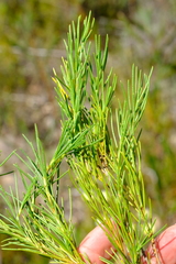 Pteronia tenuifolia