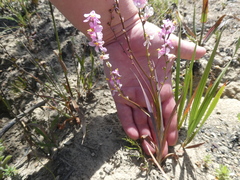 Ixia scillaris scillaris