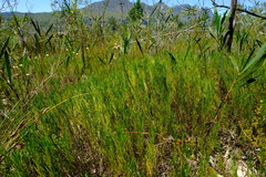 Pteronia tenuifolia