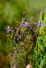 Wahlenbergia subulata